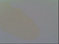 Minilentus dubius image