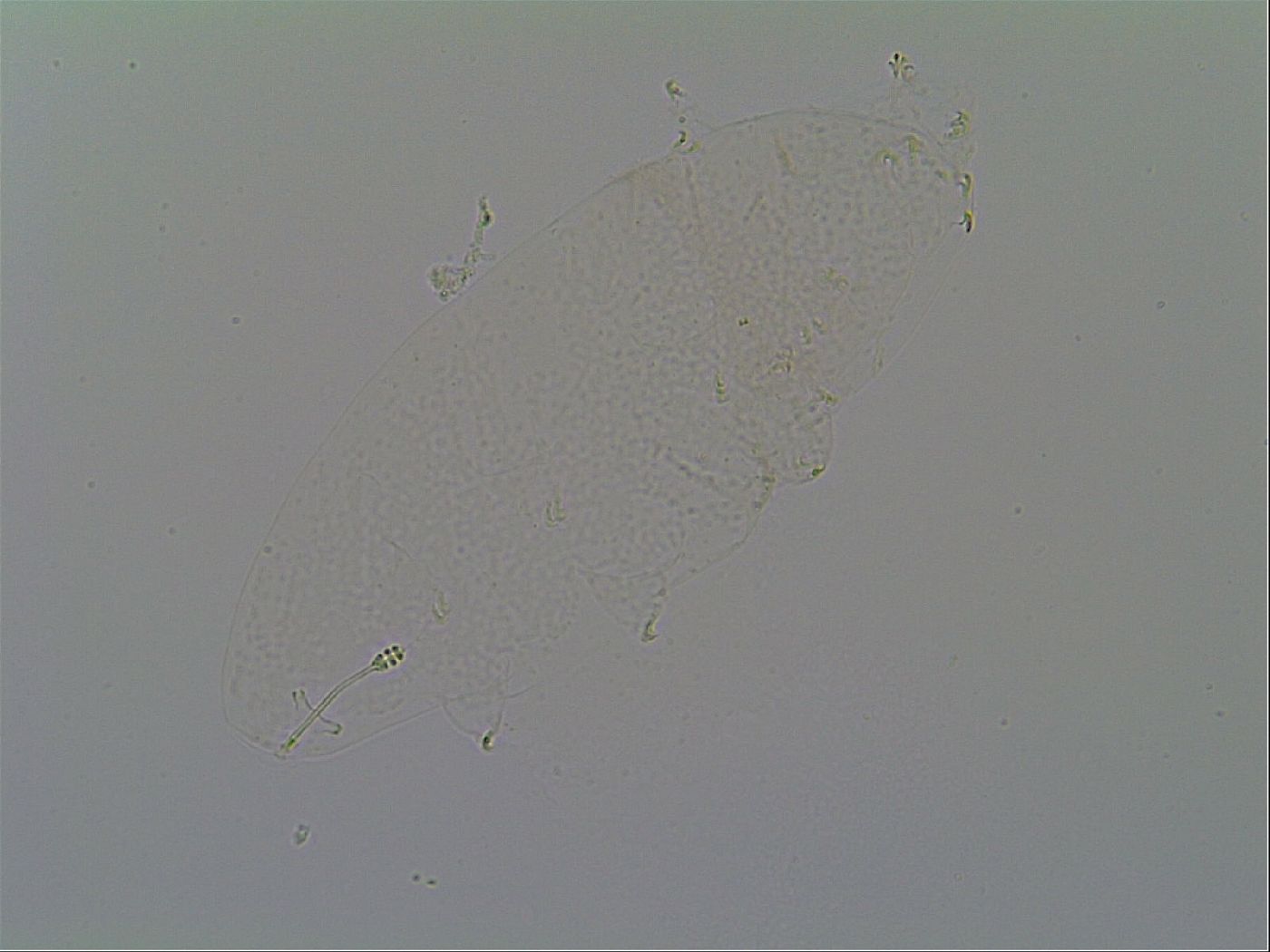Minilentus dubius image