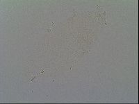 Minilentus dubius image