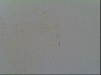 Minilentus dubius image