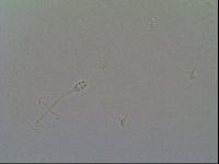 Minilentus dubius image