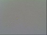 Minilentus dubius image