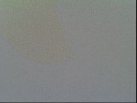 Minilentus dubius image
