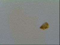 Minilentus dubius image