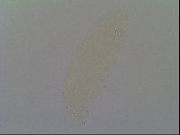 Minilentus dubius image
