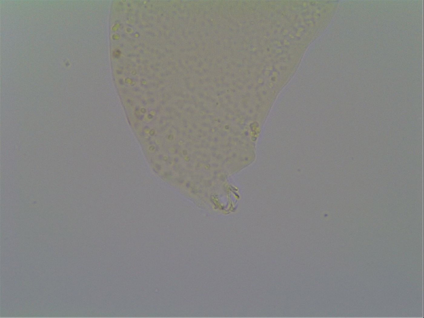 Minilentus dubius image
