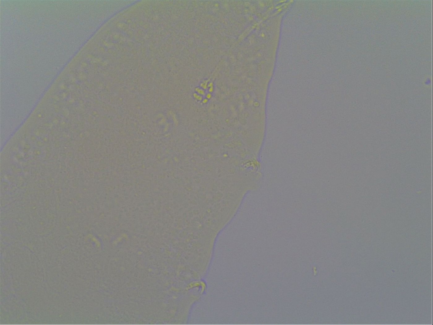 Minilentus dubius image
