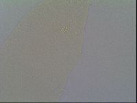 Minilentus dubius image