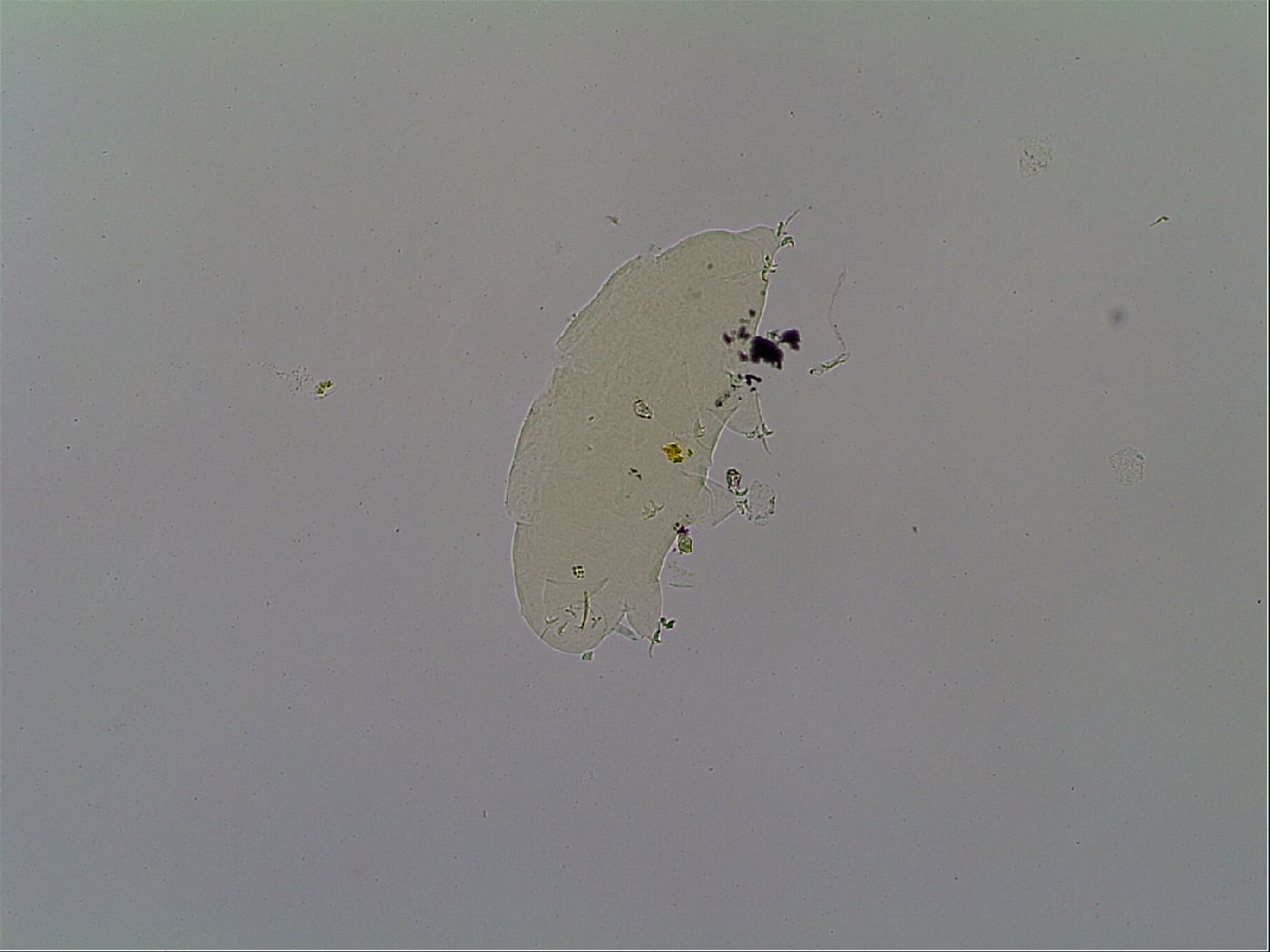 Ramazzottius baumanni image