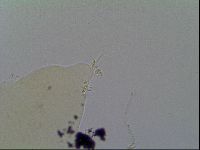 Media resource of Ramazzottius baumanni