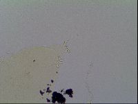 Ramazzottius baumanni image