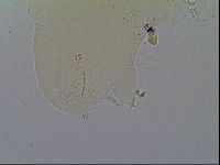 Ramazzottius baumanni image