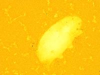 Echiniscus calcaratus image