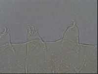 Echiniscus aliquantillus image