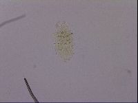 Echiniscus blumi image