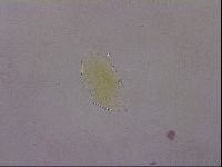 Echiniscus wendti image