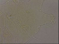 Diploechiniscus oihonnae image
