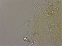 Diploechiniscus oihonnae image
