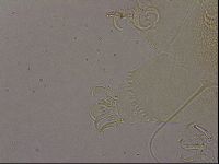 Diploechiniscus oihonnae image