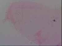 Haplomacrobiotus hermosillensis image