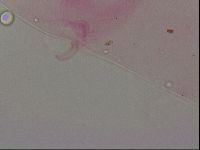 Haplomacrobiotus hermosillensis image