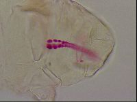 Haplomacrobiotus hermosillensis image