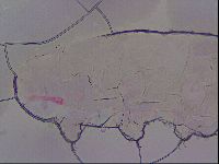 Haplomacrobiotus hermosillensis image