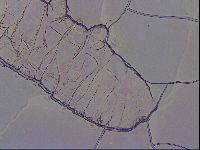 Haplomacrobiotus hermosillensis image