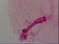 Haplomacrobiotus hermosillensis image