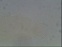 Ramazzottius oberhaeuseri image