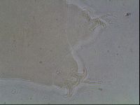 Ramazzottius oberhaeuseri image