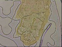 Ramazzottius oberhaeuseri image