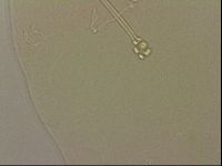 Ramazzottius oberhaeuseri image