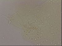 Hypsibius dujardini image