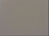 Hypsibius dujardini image
