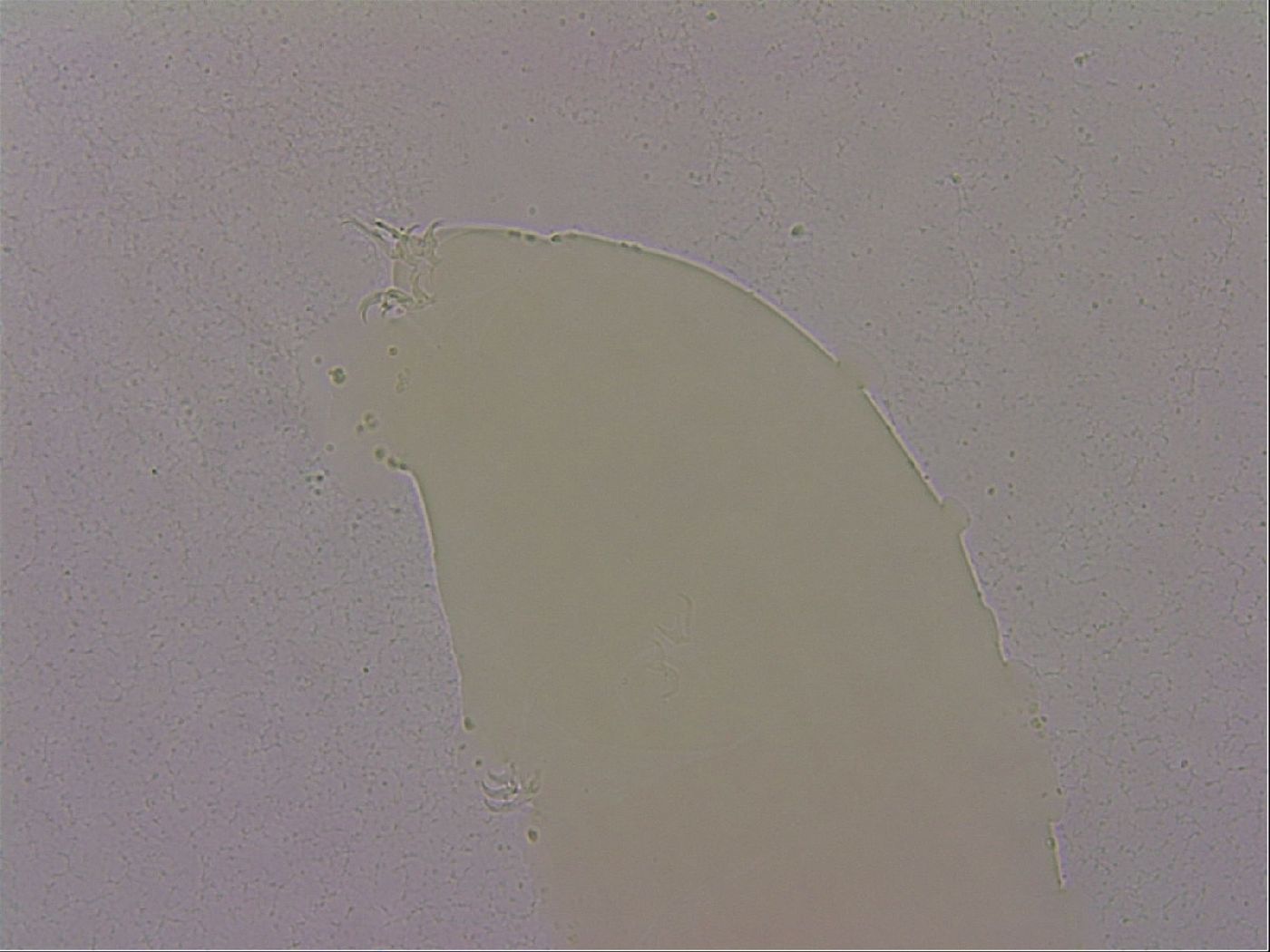 Hypsibius dujardini image