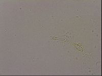 Hypsibius dujardini image