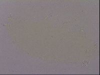 Hypsibius dujardini image