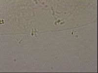 Hypsibius pallidus image