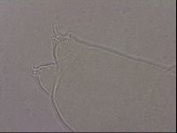 Hypsibius pallidus image