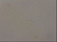 Hypsibius pallidus image