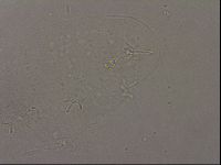 Hypsibius pallidus image