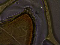 Ramazzottius oberhaeuseri image
