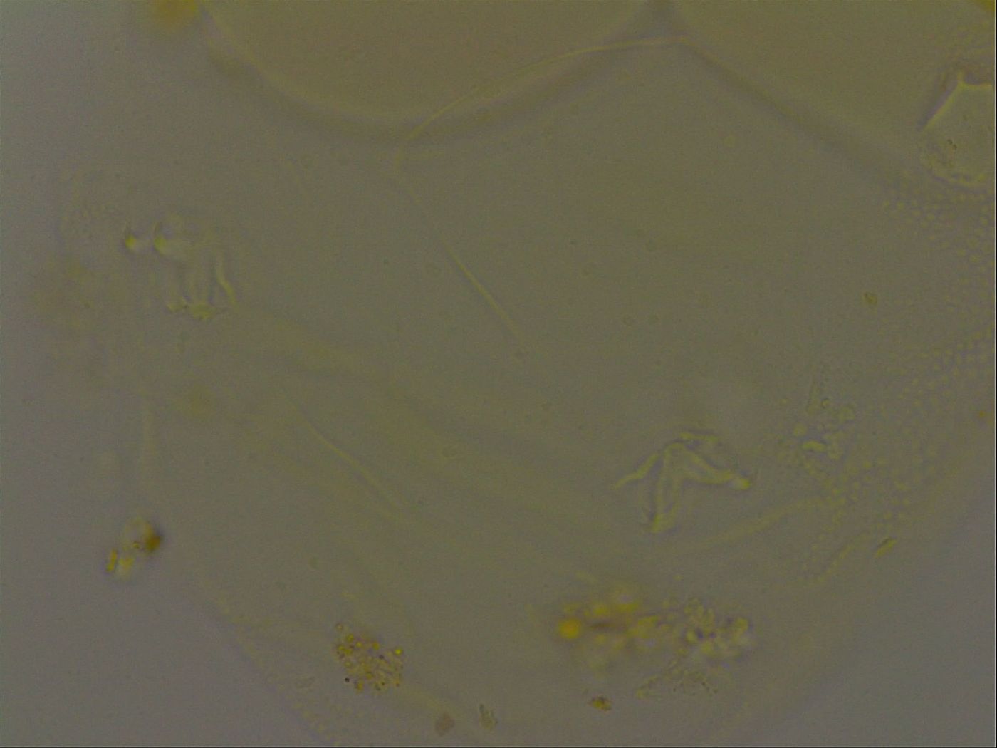 Pilatobius iltisi image
