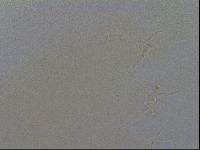 Ramazzottius oberhaeuseri image