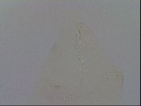 Adropion prorsirostre image
