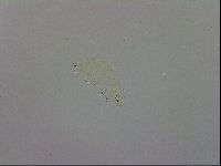 Doryphoribius evelinae image