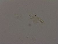 Isohypsibius granulifer image
