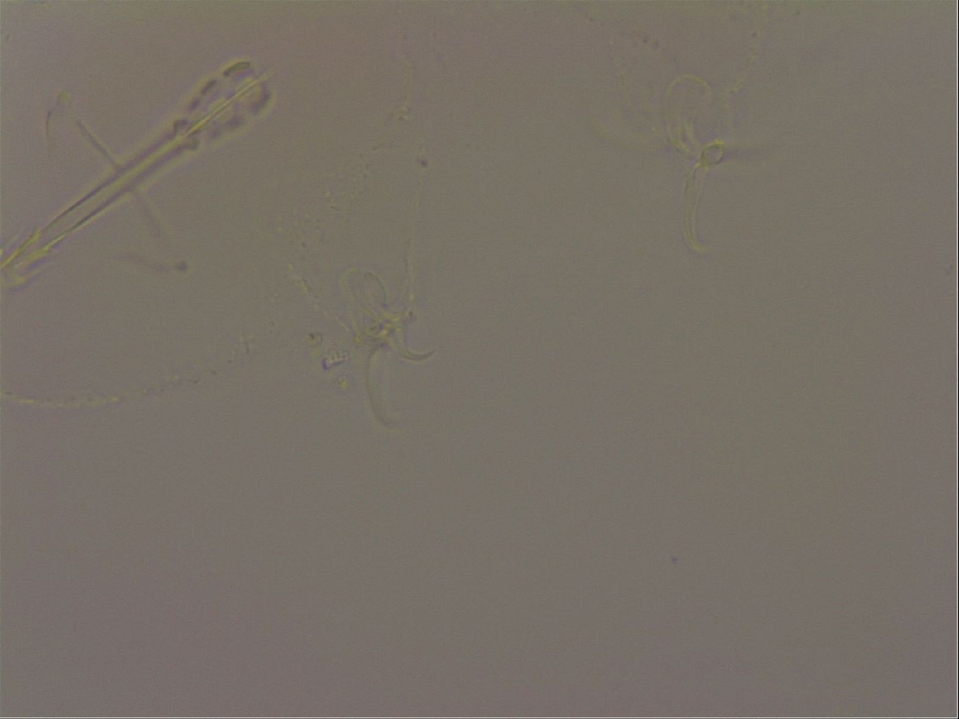 Isohypsibius granulifer image