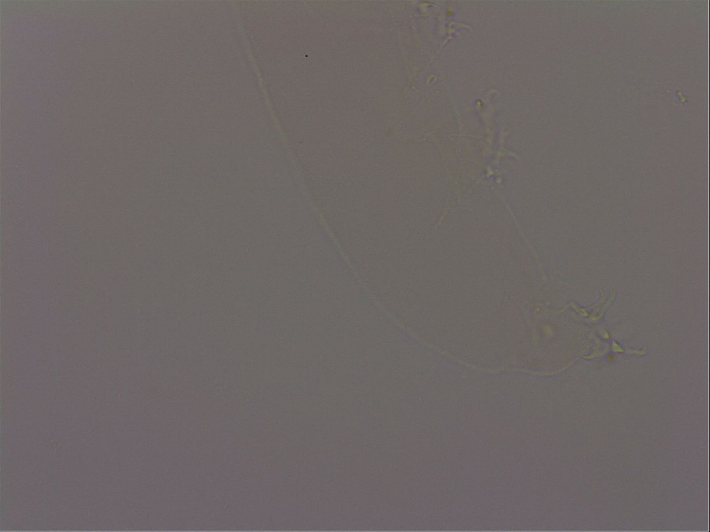 Isohypsibius granulifer image